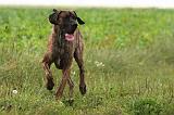 DOGUE ALLEMAND 371